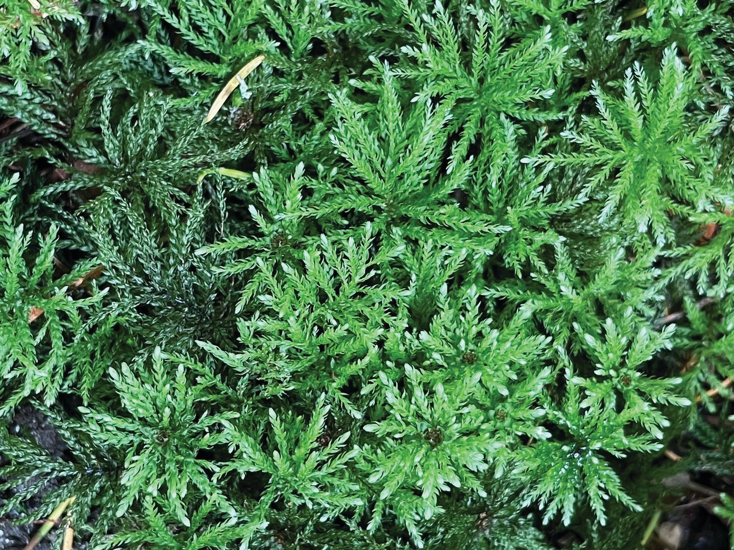 Detail of Menzies’ Tree Moss thriving in the moist lowland forest in Fort Townsend State Park. Moss improves soil quality, filters 
contaminants, and conserves water in the garden or forest.